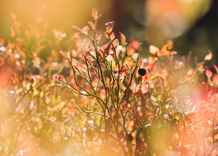 Kaira Yllaes By Aavalevi Ylläsjärvi